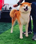 Katsumi Go